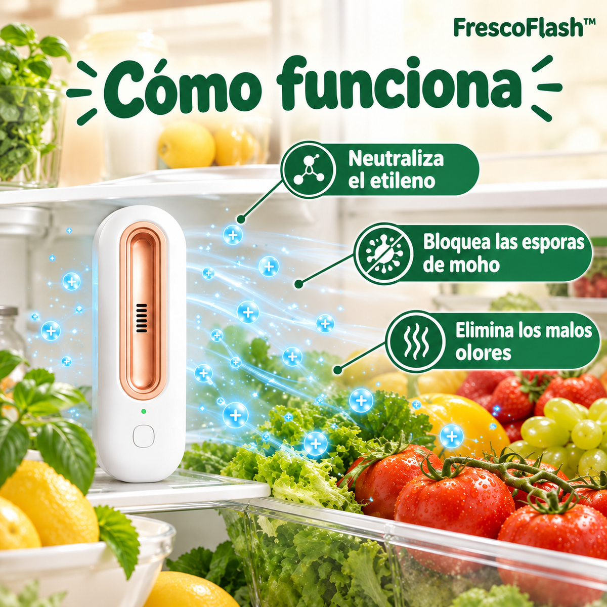 frescoflash 06